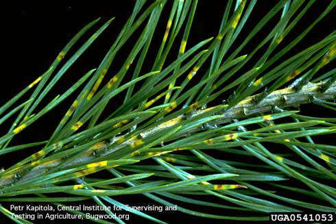 Yellow bands with dark fruiting bodies of a pine needle rust, <i>Coleosporium</i> sp., on Scots pine.