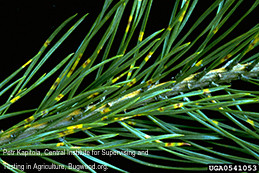 Yellow bands of needle rust