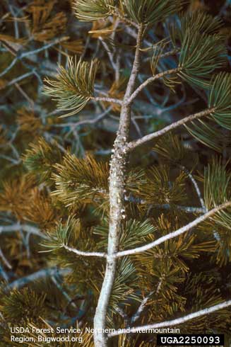 A pine branch swollen into a spindle-shaped gall with rough bark caused by white pine blister rust, <i>Cronartium ribicola.</i>.