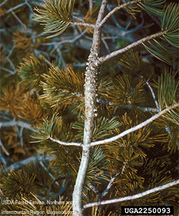 Swollen stem with blistered bark