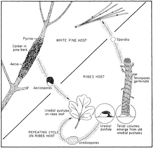 White pine blister rust, <i>Cronartium ribicola,</i> life cycle. Source: USDA-Forest Service Agricultural Handbook 521.