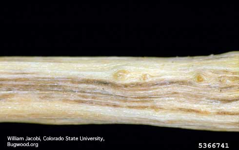 Discolored, brown and grayish vascular tissue exposed in a limb with Dutch elm disease, <i>Ophiostoma ulmi.</i>.