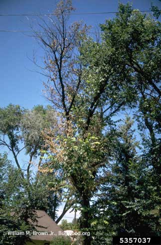 Limb dieback and unhealthy yellowish and dead brown leaves on an elm tree with Dutch elm disease, <i>Ophiostoma ulmi.</i>.