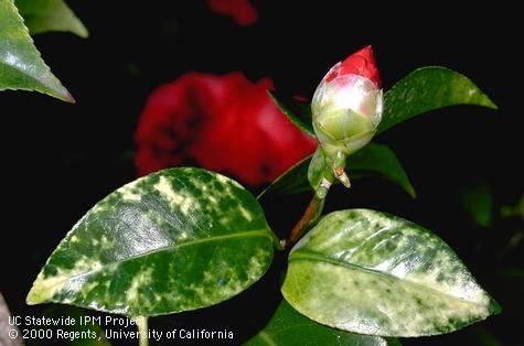 Irregular whitish blotches on leaves infected with <i>Camellia yellow mottle virus.</i>.