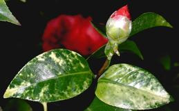 Pale mottling of camellia leaves