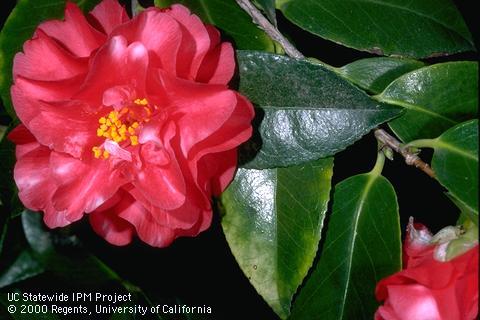 White blotches (color break) in flower petals infected with <i>Camellia yellow mottle virus.</i>.