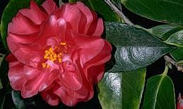 Camellia flower