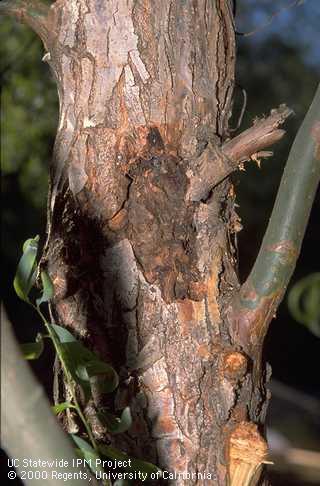 Large sunken lesion from Cytospora canker infecting corkscrew willow.