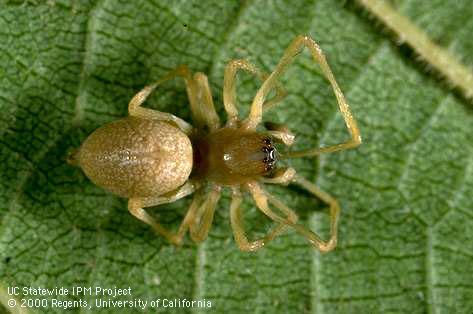 Adult sac spider.