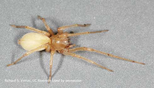 Adult female yellow sac spider, <i>Cheiracanthium mildei</i>.