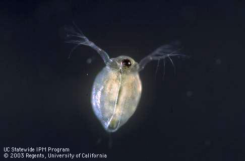 Ventral view of an adult water flea, <I>Ceriodaphnia dubia.</I>  .