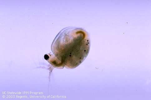 Aquatic invertebrates such as the water flea, <i>Ceriodaphnia dubia</i>, can be harmed by pesticides.