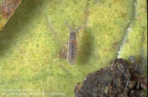 Adult springtail.