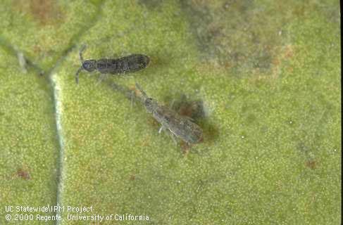 Adult springtail.