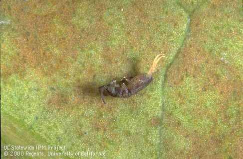 Adult springtail.