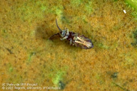 Adult springtail.