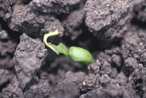 Springtails chew minute rounded pits on seedling leaves (shown here) and roots.