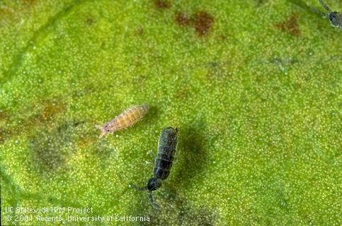 Springtail colony.