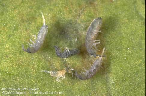 Springtail adults and nymph.