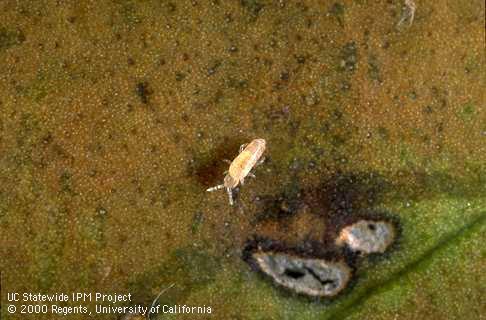 Springtail nymph.