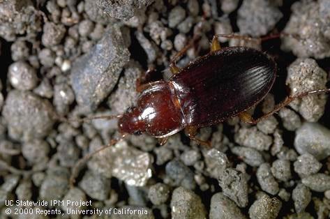 Adult predaceous ground beetle.