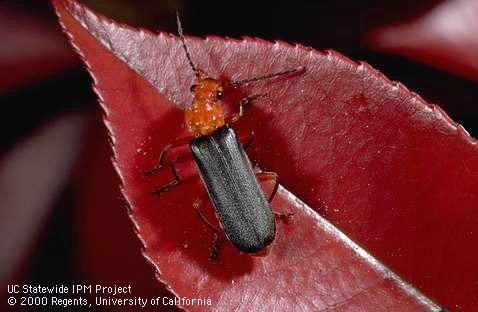 Adult soldier beetle.