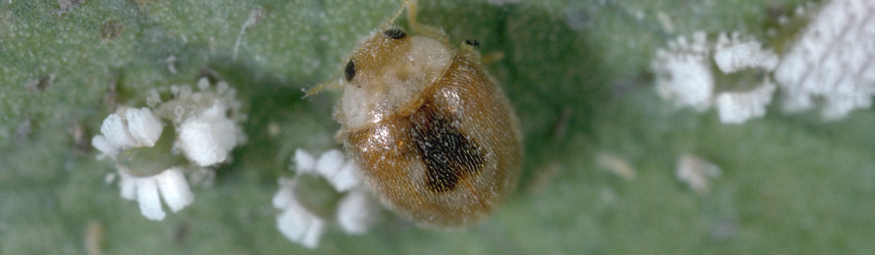 Adult lady beetle, <i>Clitostethus arcuatus</i>, and ash whiteflies, <i>Siphoninus phillyreae</i>, on which it preys.