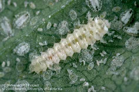 Larva of <i>Clitostethus arcuatus</i> feeding on eggs and nymphs of ash whitefly, <i>Siphoninus phillyreae</i>.