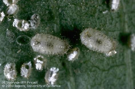 Pupae of <i>Clitostethus arcuatus</i> (center) among whitefly pupae, some with emergence holes of a parasitic wasp, <i>Encarsia inaron</i>.