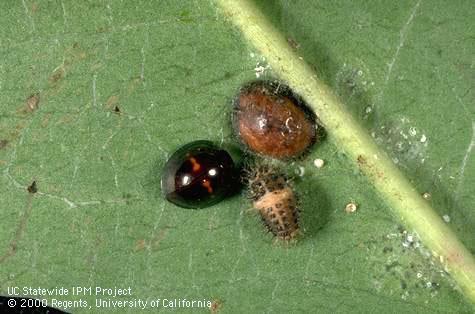 Adult (left) and mature larva (bottom right) of <i>Chilocorus bipustulatus</i> next to a European fruit lecanium scale, <i>Parthenolecanium corni</i>, on which they feed.