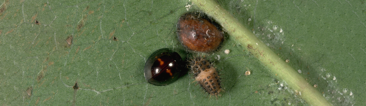 Adult (left) and mature larva (bottom right) of a lady beetle, <i>Chilocorus bipustulatus</i>, next to a European fruit lecanium scale, <i>Parthenolecanium corni</i>, on which they feed.