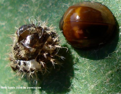 Pupal case (left) and adult of <i>Chilocorus bipustulatus</i> that just emerged from its pupal case and has not yet developed its mature coloration.