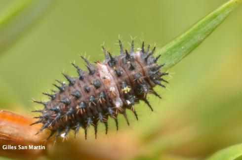 Larva of Chilocorus bipustulatus.