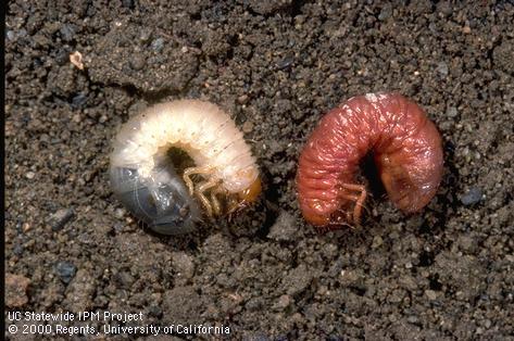 Parasitized larva of northern masked chafer.