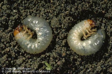 Larva of northern masked chafer.