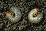 Masked chafer grubs