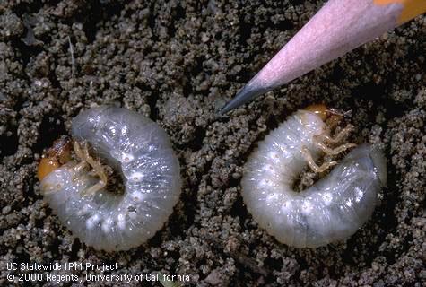 Two northern masked chafer larvae.