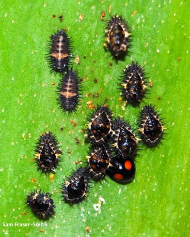 Adult (bottom right), larvae (top left), and pupae of a lady beetle, <i>Chilocorus cacti</i>.