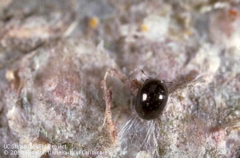 Cybocephalus californicus adult feeding on scales.