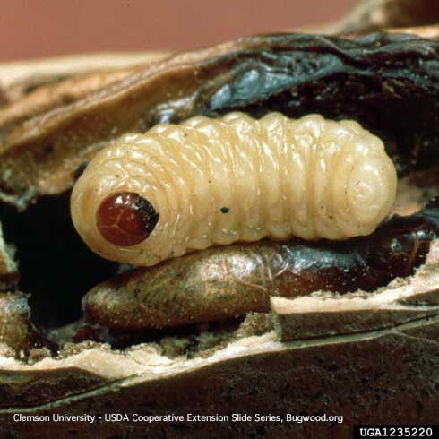 Larva of pecan weevil, <i>Curculio caryae</i>, and its feeding damage inside a nut, exposed.