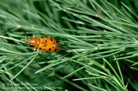 Adult spotted asparagus beetle.