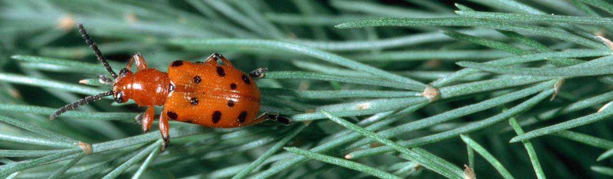 Adult spotted asparagus beetle.