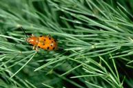 Adult spotted asparagus beetle.