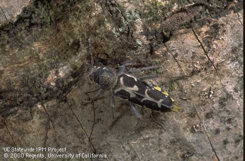 Adult longhorned beetle or roundheaded borer, family Cerambycidae.