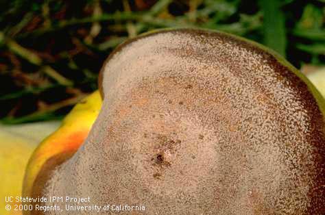 A fig fruit with a feeding hole (center) of an adult driedfruit beetle, <i>Carpophilus hemipterus</i>.