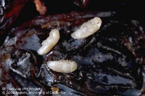 Pupa of driedfruit beetle.