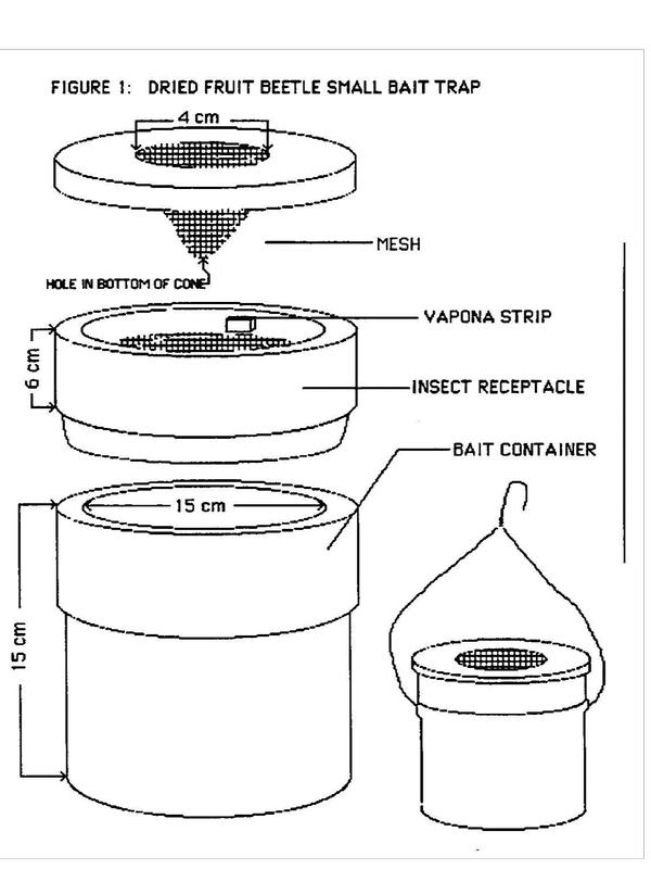 Illustration of a driedfruit beetle small bait trap. Left-hand side shows individual partys of the trap. Top layer is an inverted cone with a 4 cm diameter mesh in the center. There is a hole in the bottom of the mesh. The next layer is a 6 cm high cylindrical insect receptaclewith a small square strip on the side. It is labeled a vapona strip. The bottom layer is a 15 cm high bucket with a 15 cm diameter opening. On the right side of the illustration shows the entire trap put together with a bent wire hanger attached. Credit: Proceedings California Fig Institute Research Mtg. 1975
