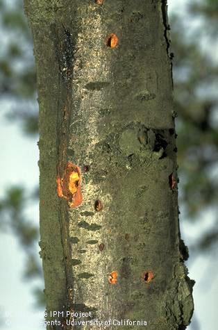 Emergence holes of wood borers on prune wood.