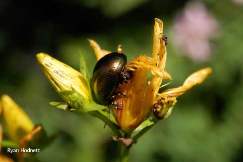 Adult St. Johnswort beetle, <i>Chrysolina hyperici</i>, feeding on a <i>Hypericum</i> blossom.