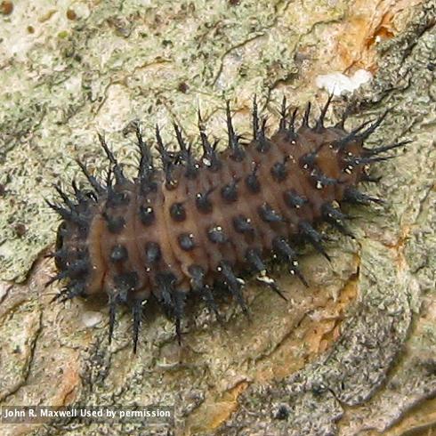 Larva of Chilocorus kuwanae.